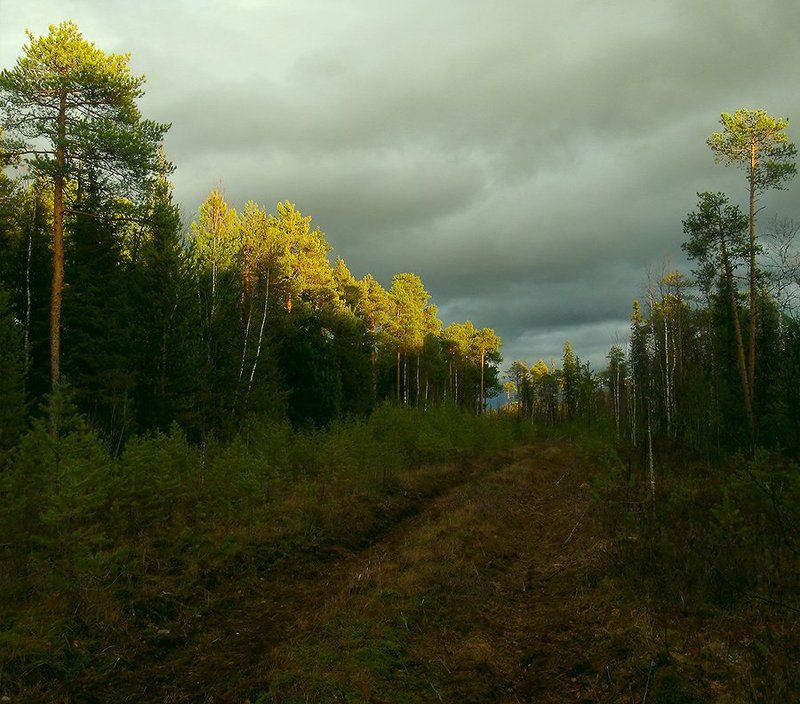 северный, урал, хмао по верхушкам сосен.. фото превью