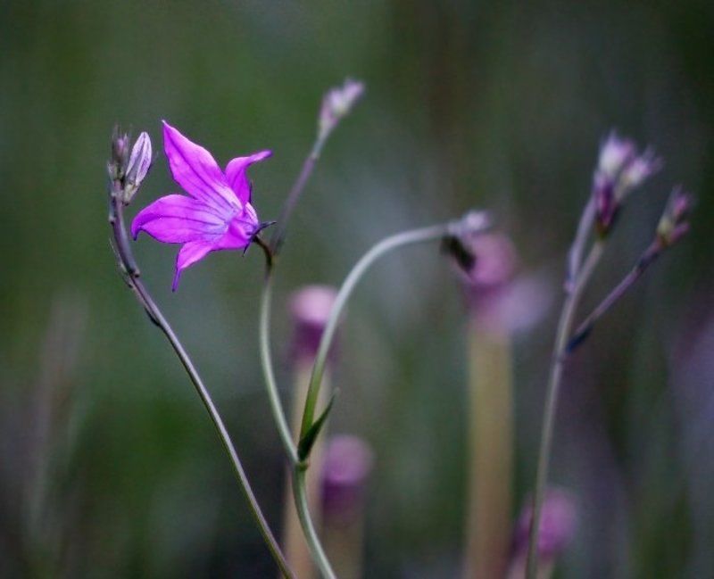Полевые жители фото превью