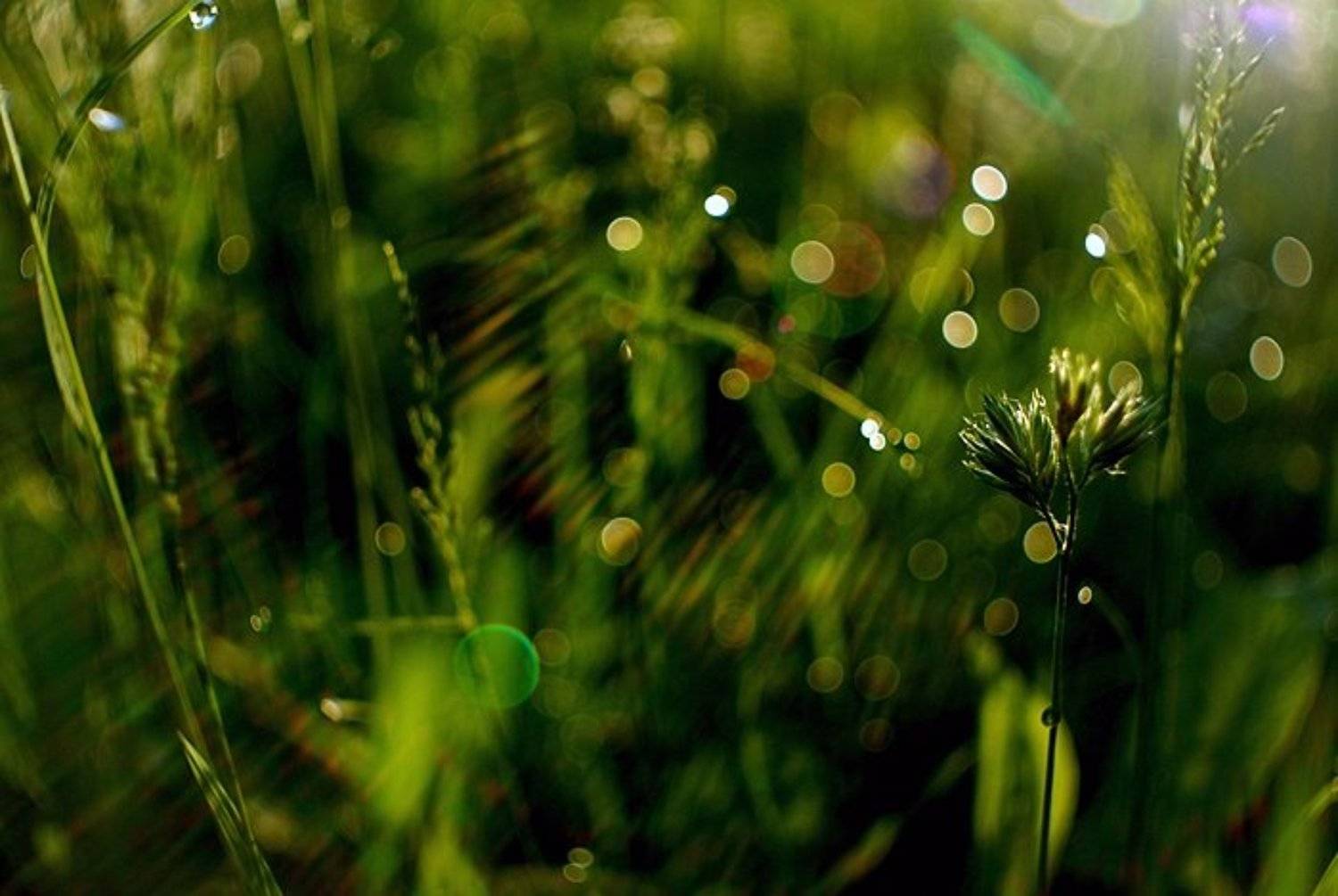 light, свет, утро,, mikedrebet