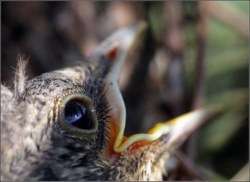дрозд, птенец, клюв, хлеборезка, птичка, ёлка, гнездо Тихо в лесу, только не спят дрозды.... фото превью