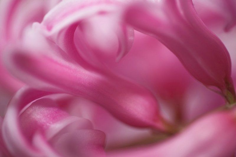 нежность фото превью