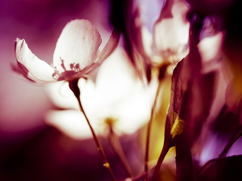 май фото превью