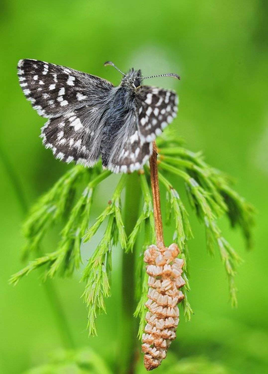 hesperidae, толстоголовки, Юрий Охлопков