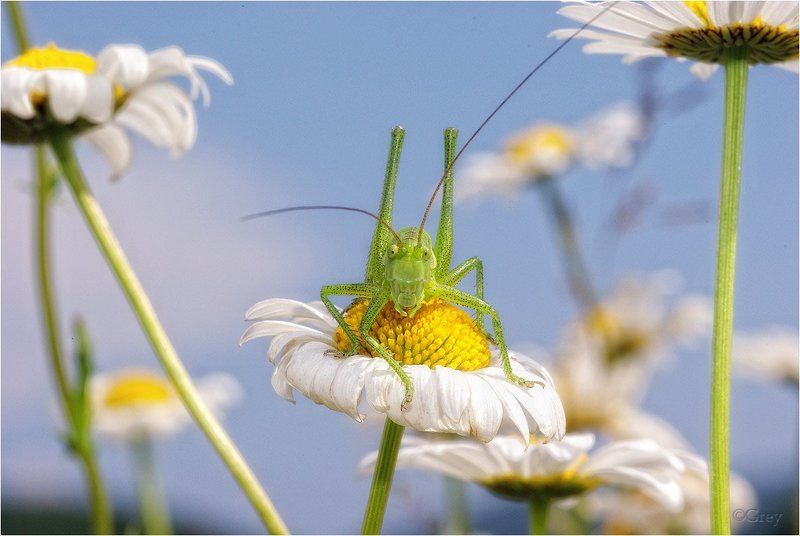 кузнечик, ромашка, небо, лето Гагарин фото превью
