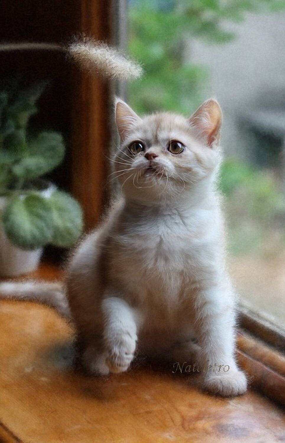 британский, кремовый, котёнок, Nateletro