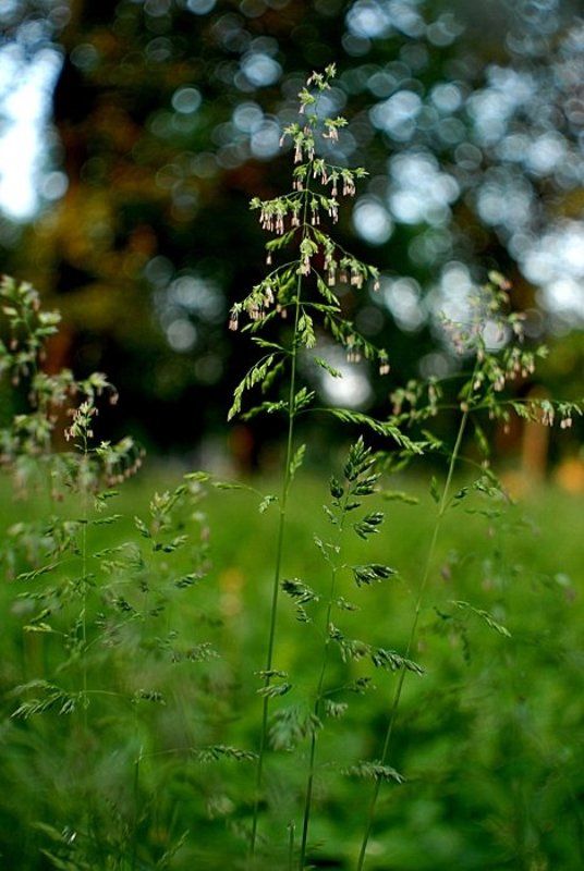 свет, утро  фото превью