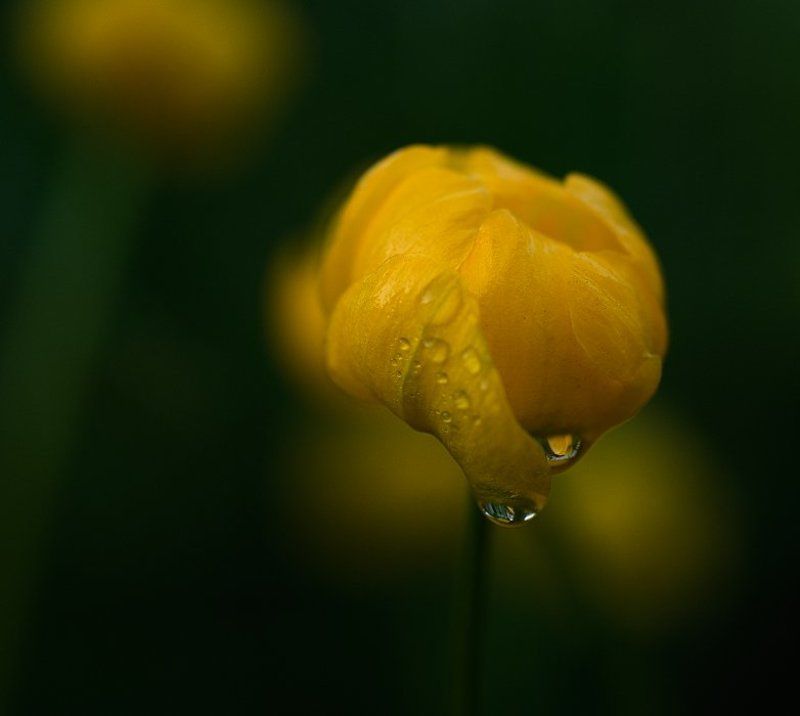 купавка, купальница купальница фото превью