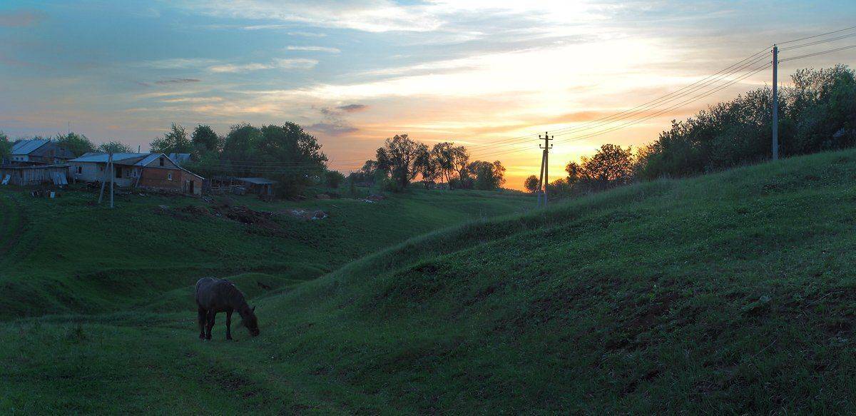 куркино, деревня, закат, конь, Александр Мартынов