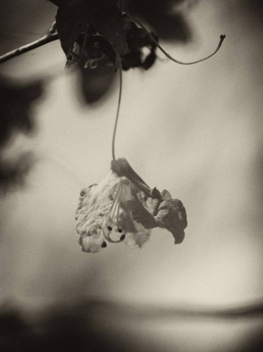 , Виктор Бут