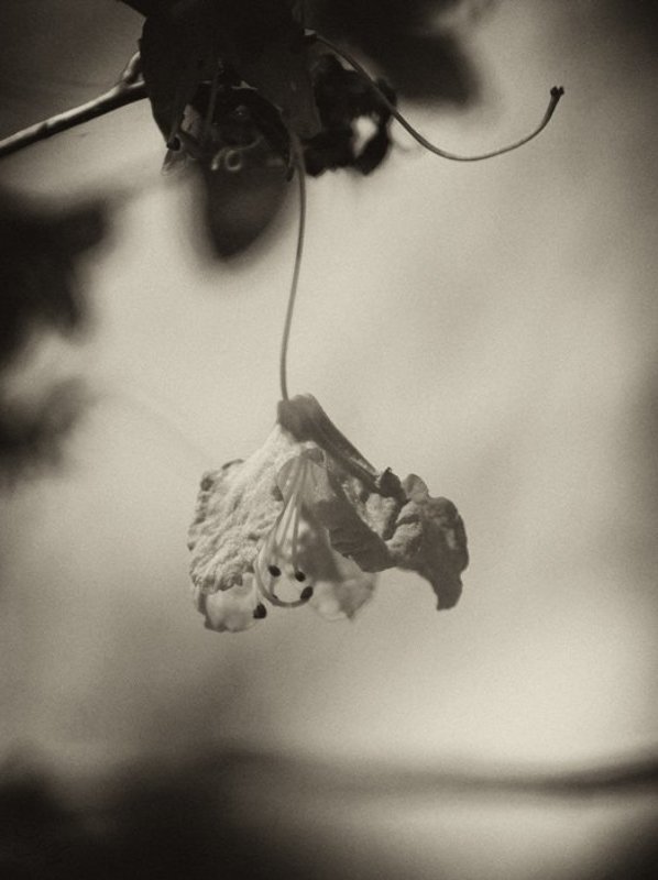 * фото превью