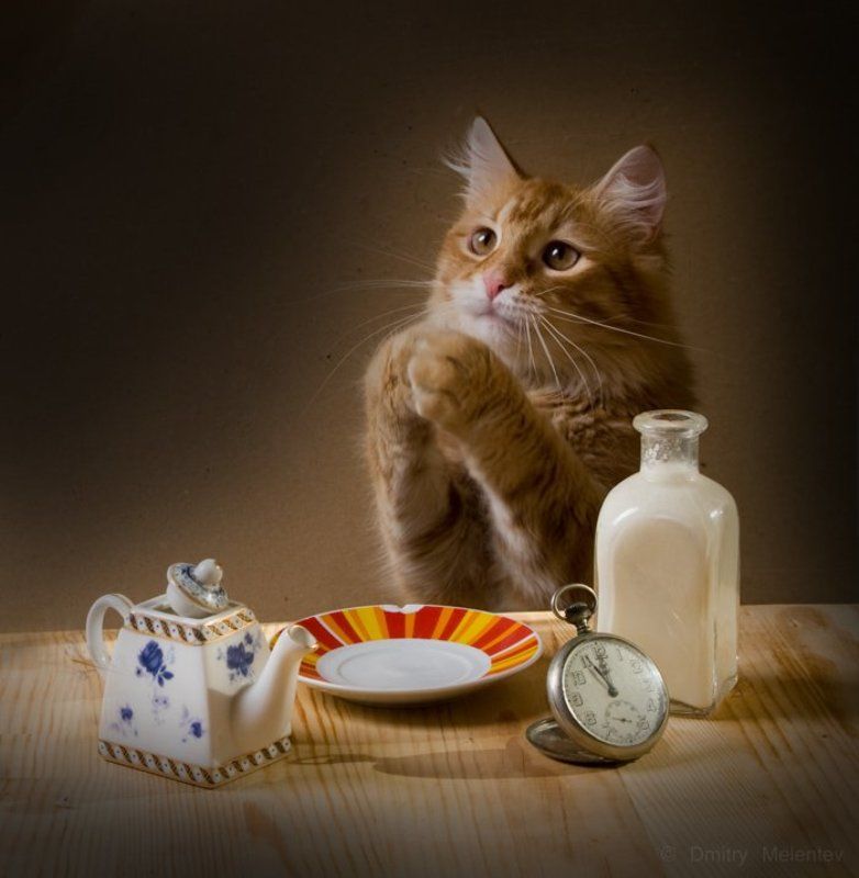 кот, молоко, , трапеза Вот бы рыбки фото превью