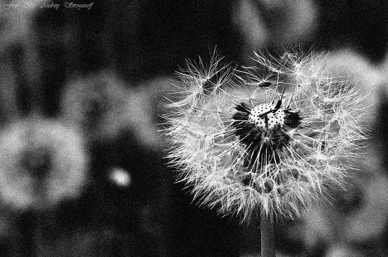 * * * * фото превью