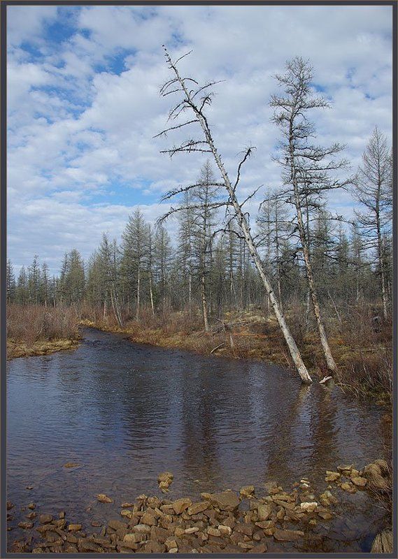 ручей, тайга, весна Ручей фото превью