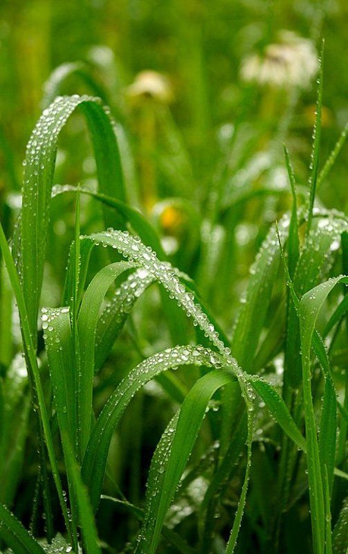 После дождя фото превью