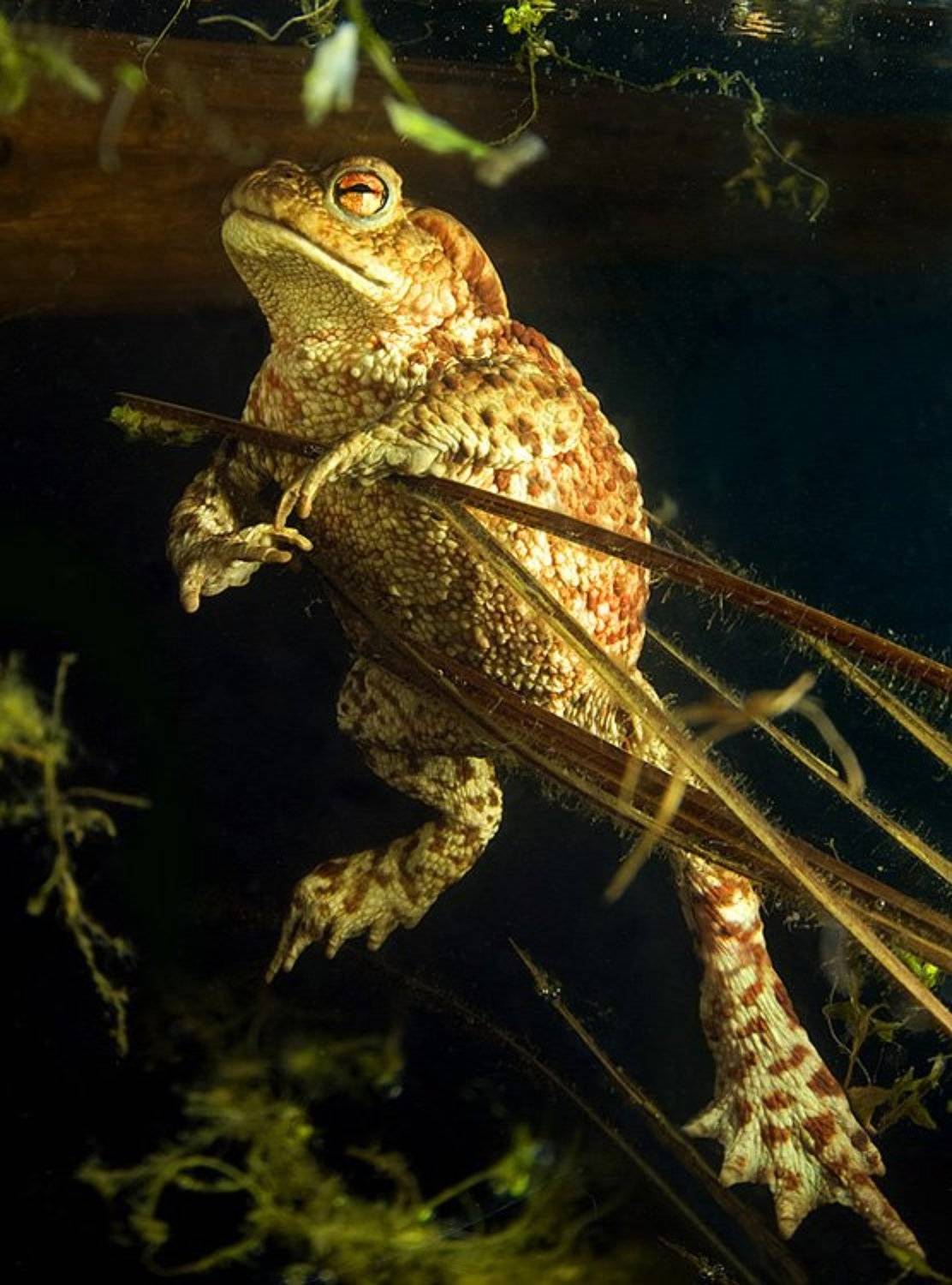 , Витя Лягушкин