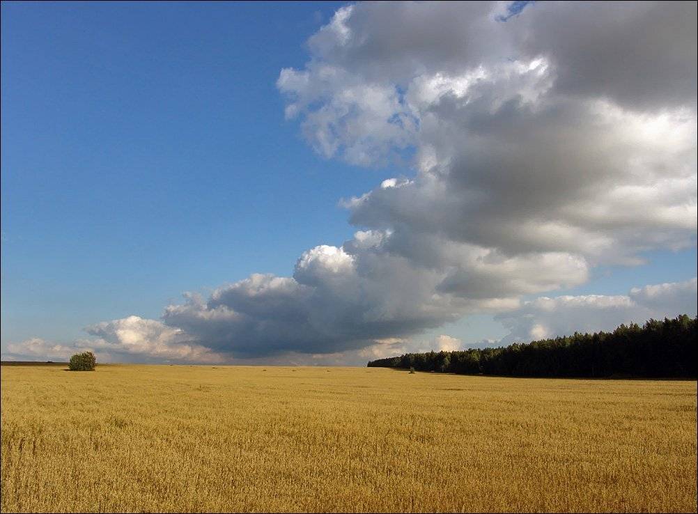 небо, Тарасов Алексей