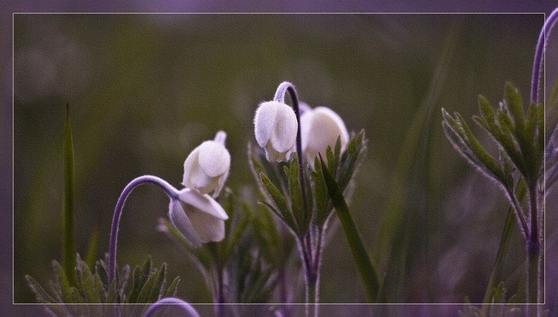 Весенний сговор фото превью