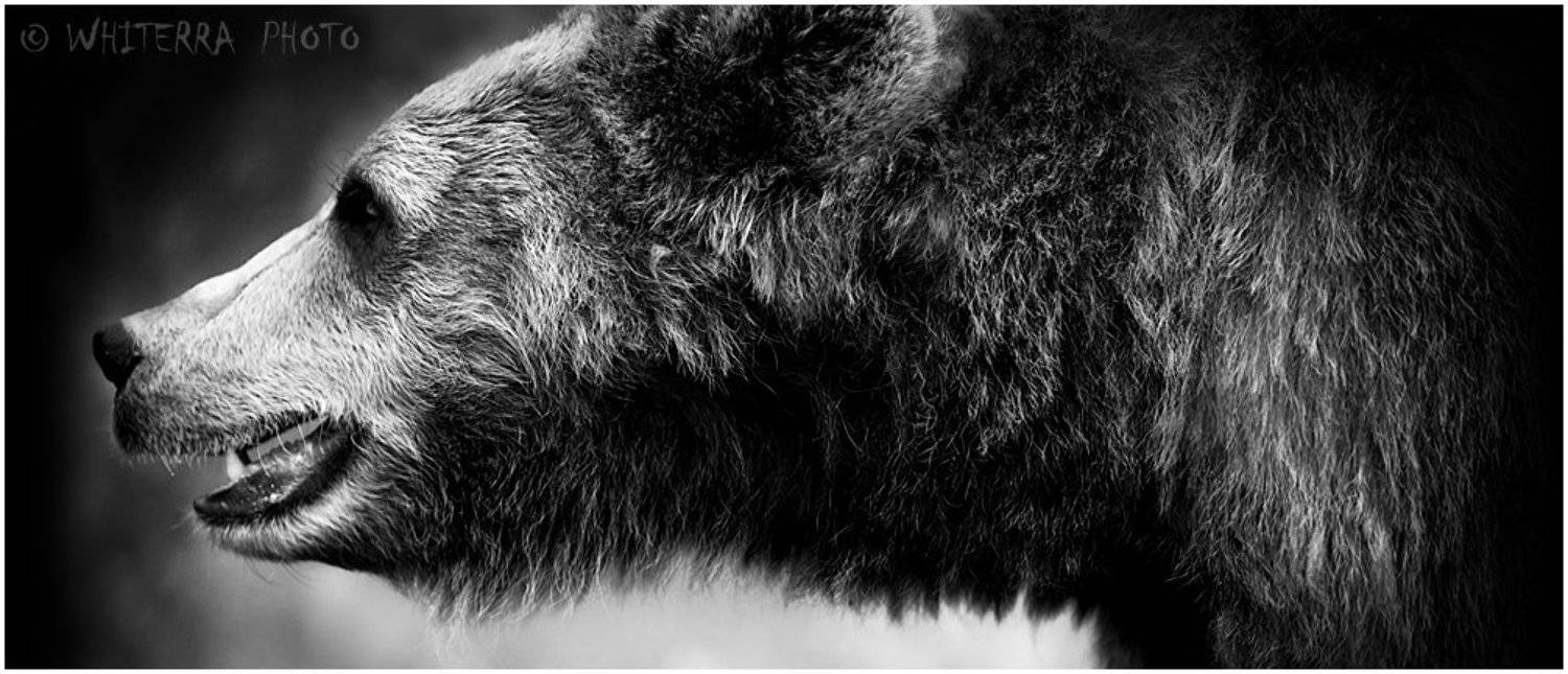 bear, медведь, Oleg White