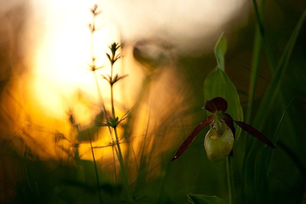 венерин башмачок, закат, Юлия