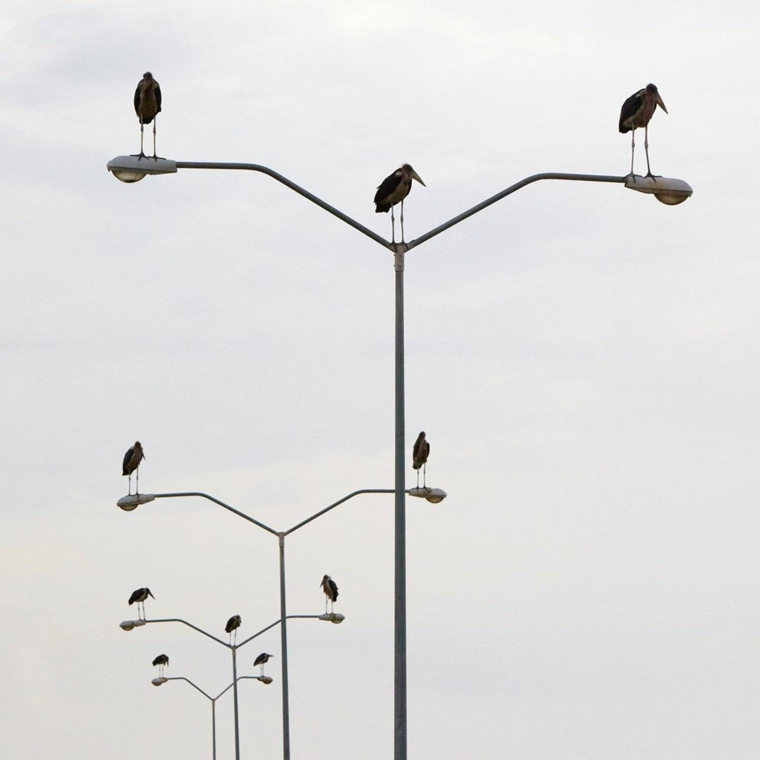 марабу, птицы, Олег Загидуллин