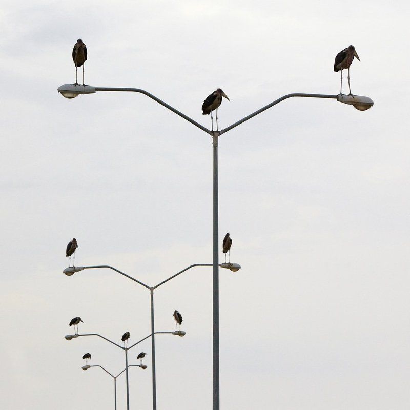 марабу, птицы *** фото превью