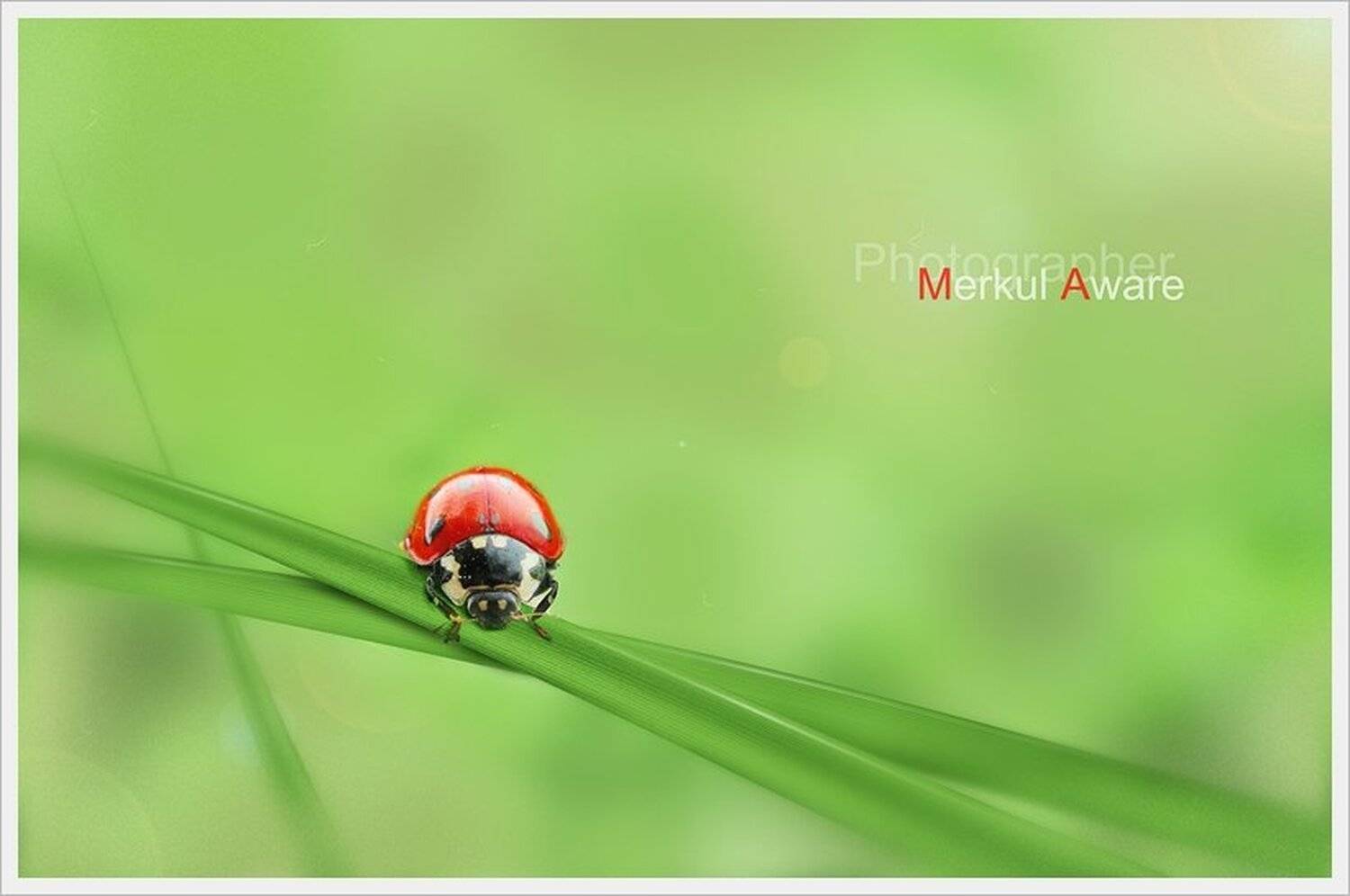 one day, day, однажды, merkul, merkul aware, макро, трава, боке, Merkul aware