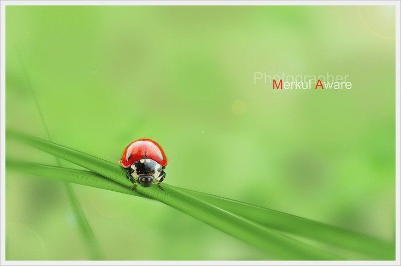 one day, day, однажды, merkul, merkul aware, макро, трава, боке One day фото превью