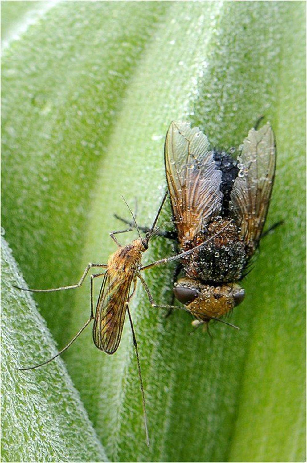 , Курочкин Валерий