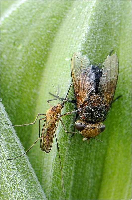 Стоять! Предьяви регистрацию! фото превью