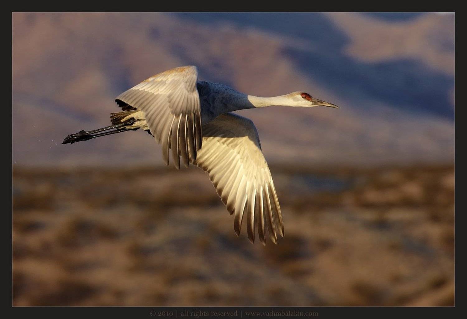 канадский журавль, bosque del apache nwr, new mexico, usa, Vadim Balakin
