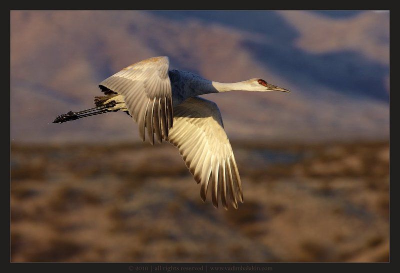 канадский журавль, bosque del apache nwr, new mexico, usa Вира? Майна! фото превью