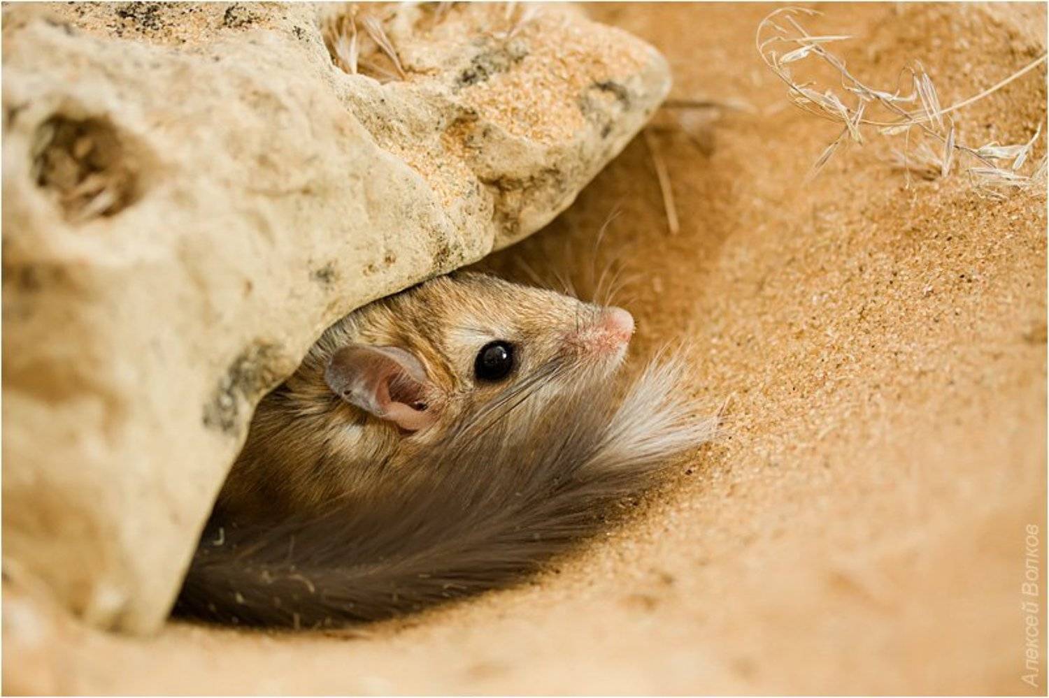 песчанка пушистохвостая, sekeetamys calurus, Amazon-san