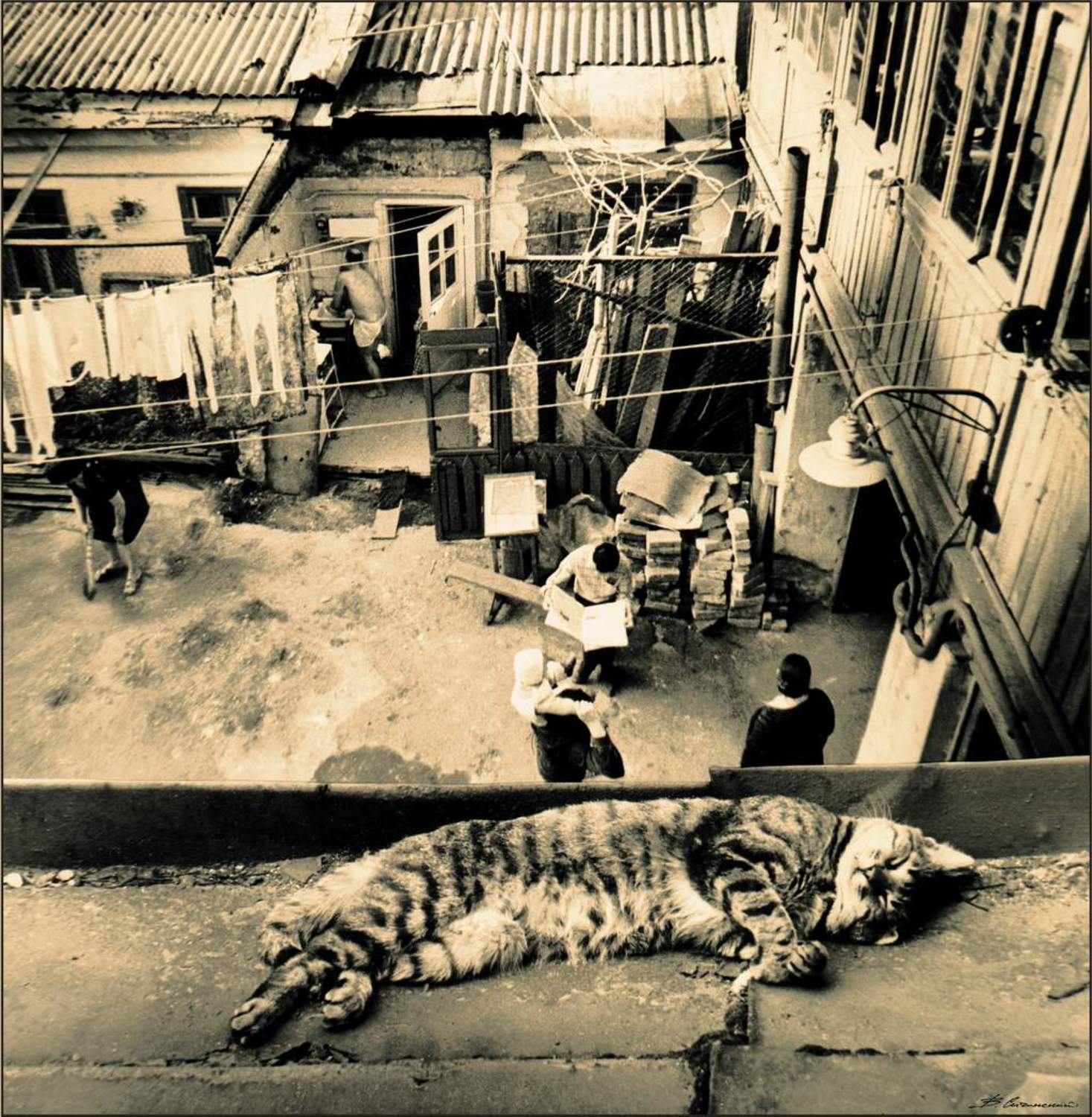 дворики, кот, кошка, крыша, Valentin Sichinskiy