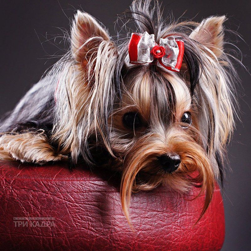 тузик фото превью