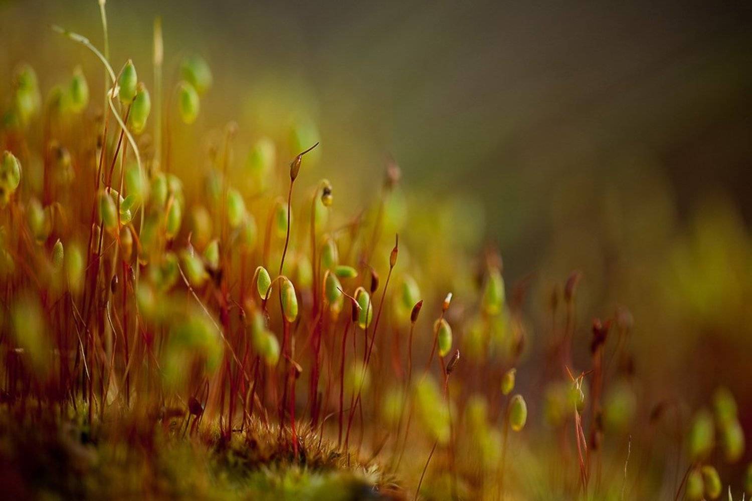 мох, весна., Юлия