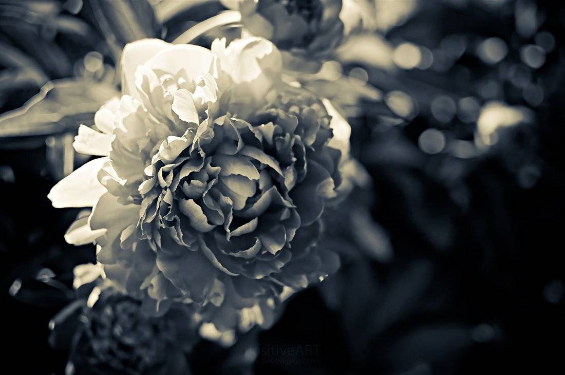 , Мария Мальгина