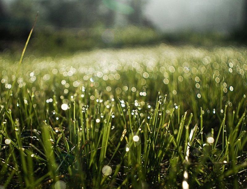 утро, трава, бокэ, *** фото превью