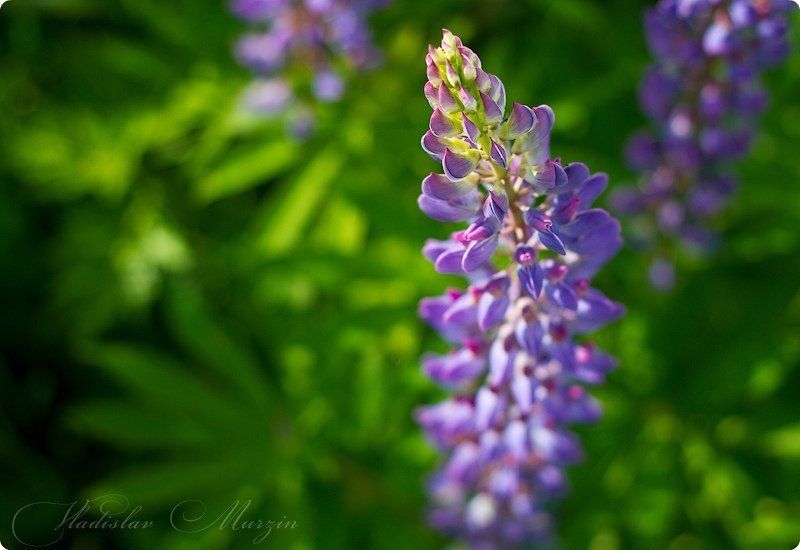 Цветок и шмель фото превью