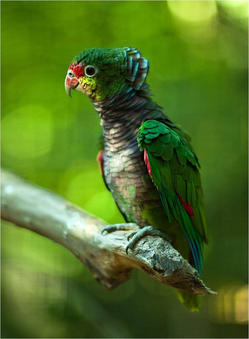 , izh Diletant (Валерий Щербина)