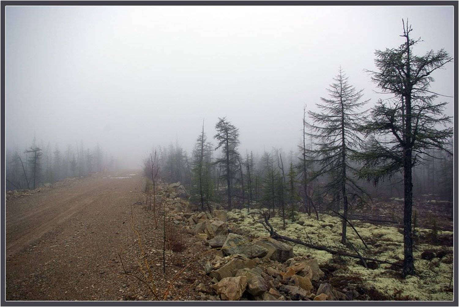 туман, тайга, дорога, весна, север, Солодухин Виктор