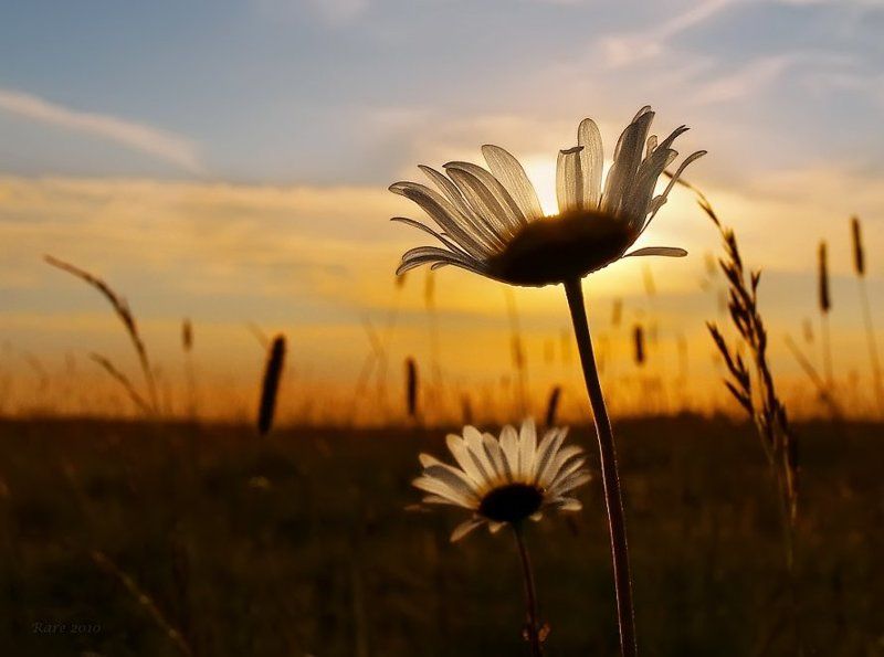 закат, солнце, ромашки. Закатное солнце в ромашке. фото превью