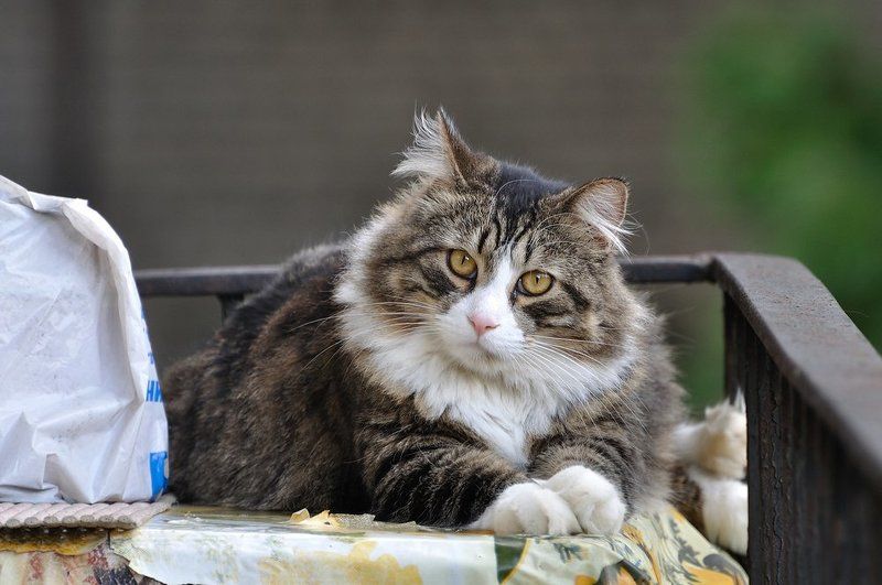 Сага о манулах фото превью