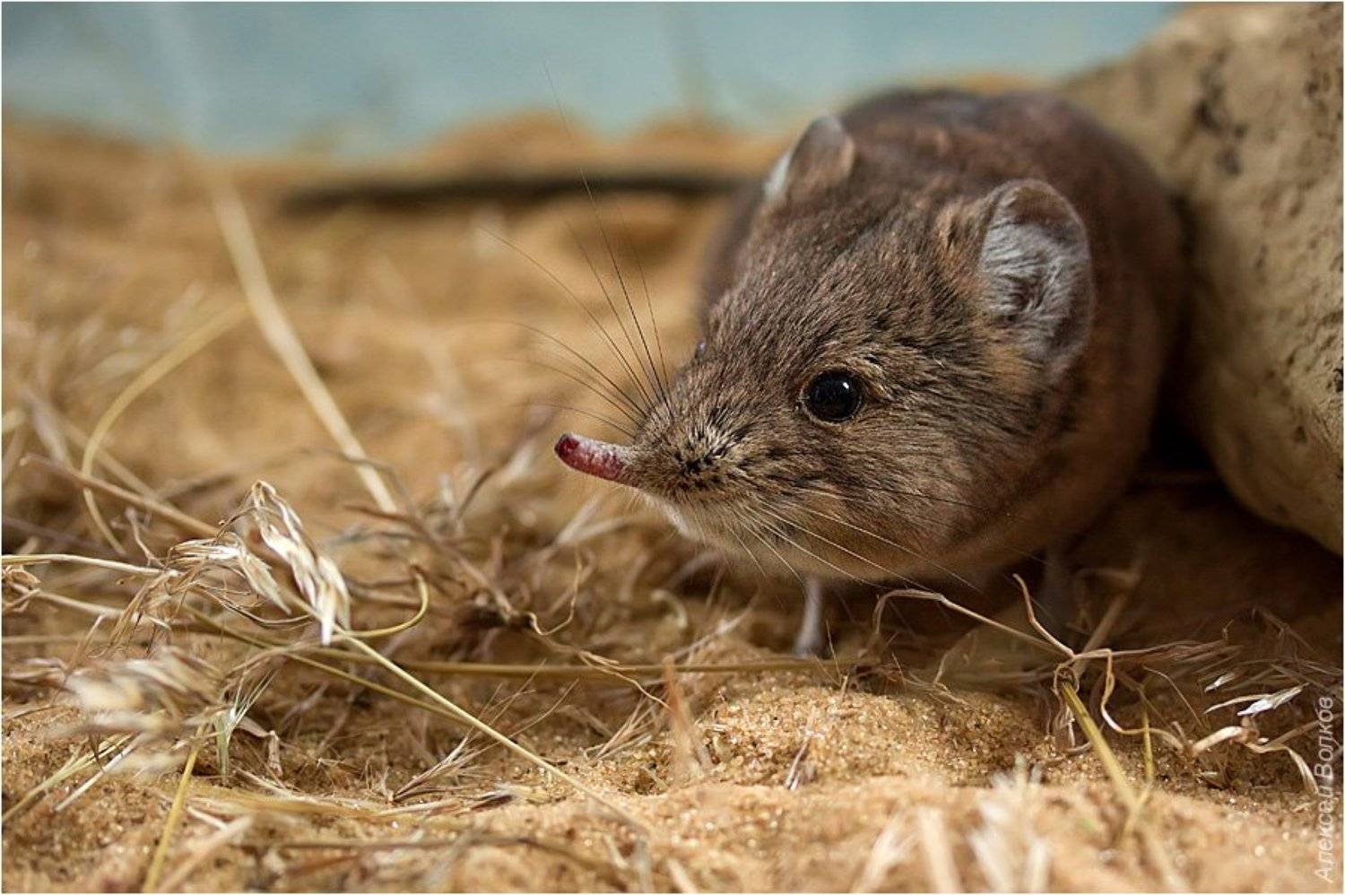masroscelides proboscideus, слоновый прыгунчик, зоопарк, Amazon-san