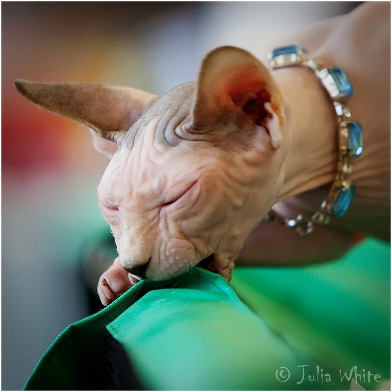 кот, кошка, сфинкс, cat внеземной голод фото превью