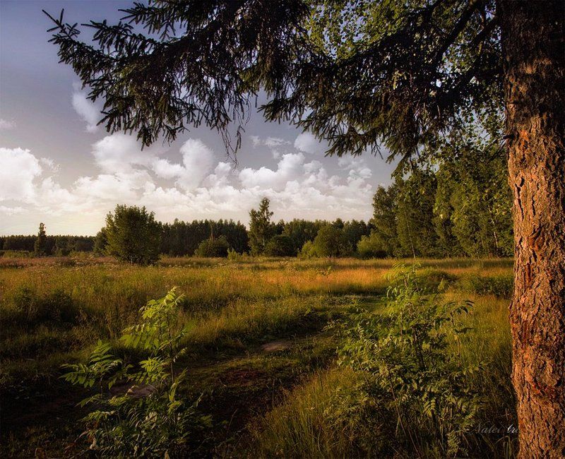 летнее закатное... фото превью