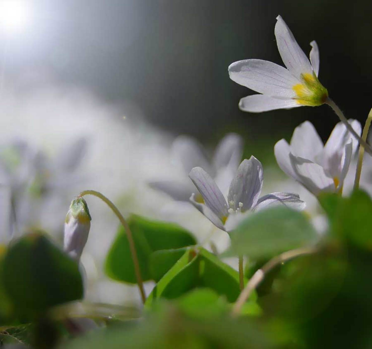 цветы, лес, природа, wamelia