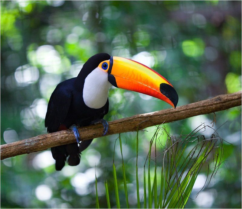 ...просто тукан... фото превью