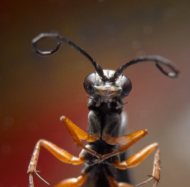 букашка,мошка,маро,природа,портрет @\\/@ фото превью