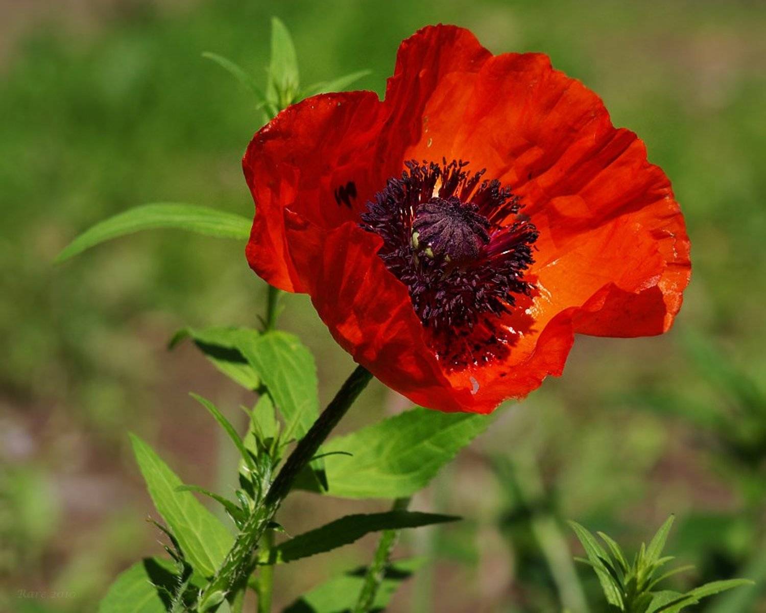 цветущий, мак, Раиса Rare