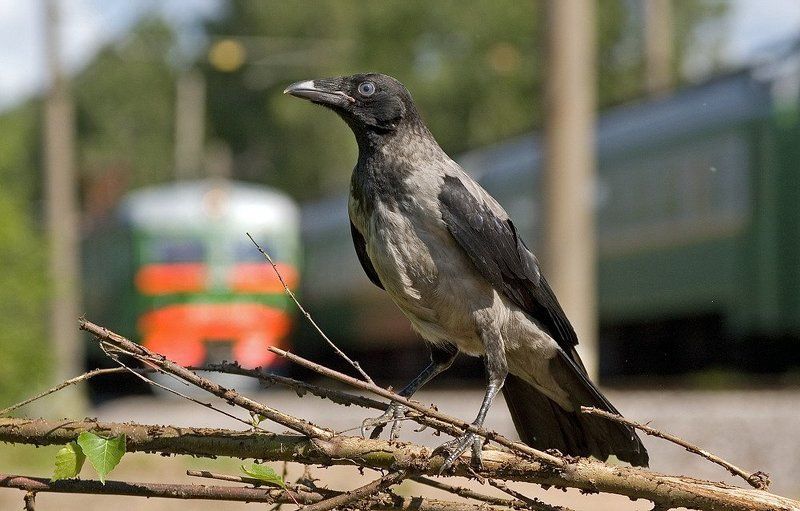 стрелочник фото превью